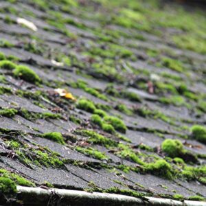 Moss-Roof-1