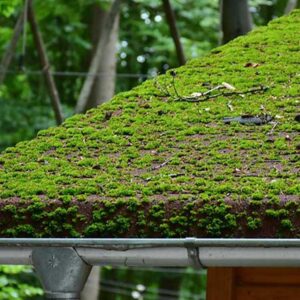 Moss-Roof-3