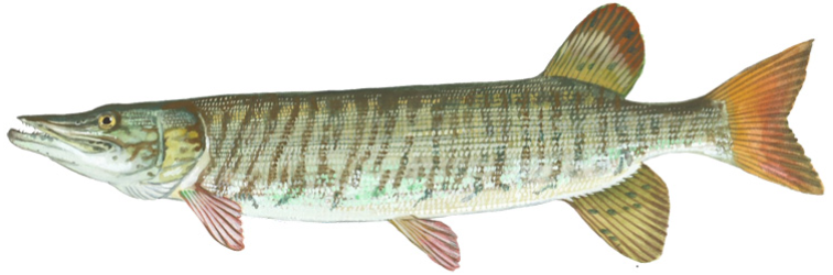 Tiger muskellunge