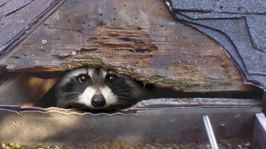 Get those racoon out the rafters...then call Anytime Roofing!
